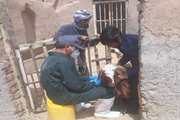 واکسیناسیون 3000 رأس بره و بزغاله بر علیه بروسلوز در شهرستان یزد